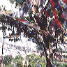 swayambunath_flags