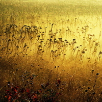 souls